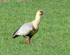 Image of Black-faced Ibis