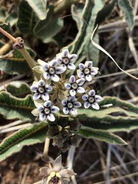 صورة Asclepias meliodora (Schltr.) Schltr.