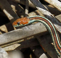 Image of San Francisco garter snake