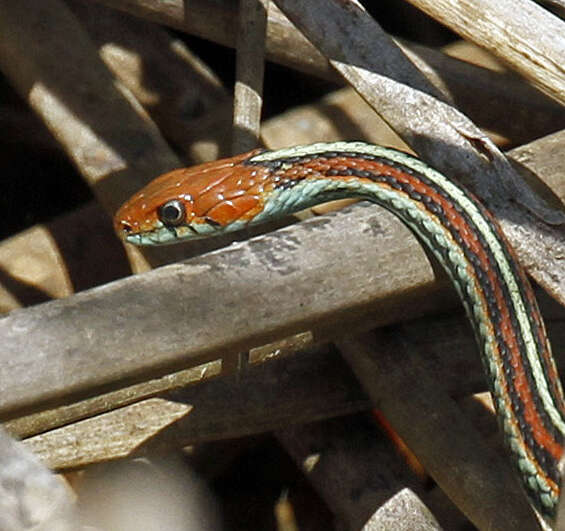 Image of San Francisco garter snake