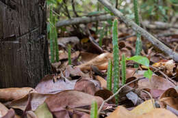 Image de Cereus fernambucensis subsp. fernambucensis