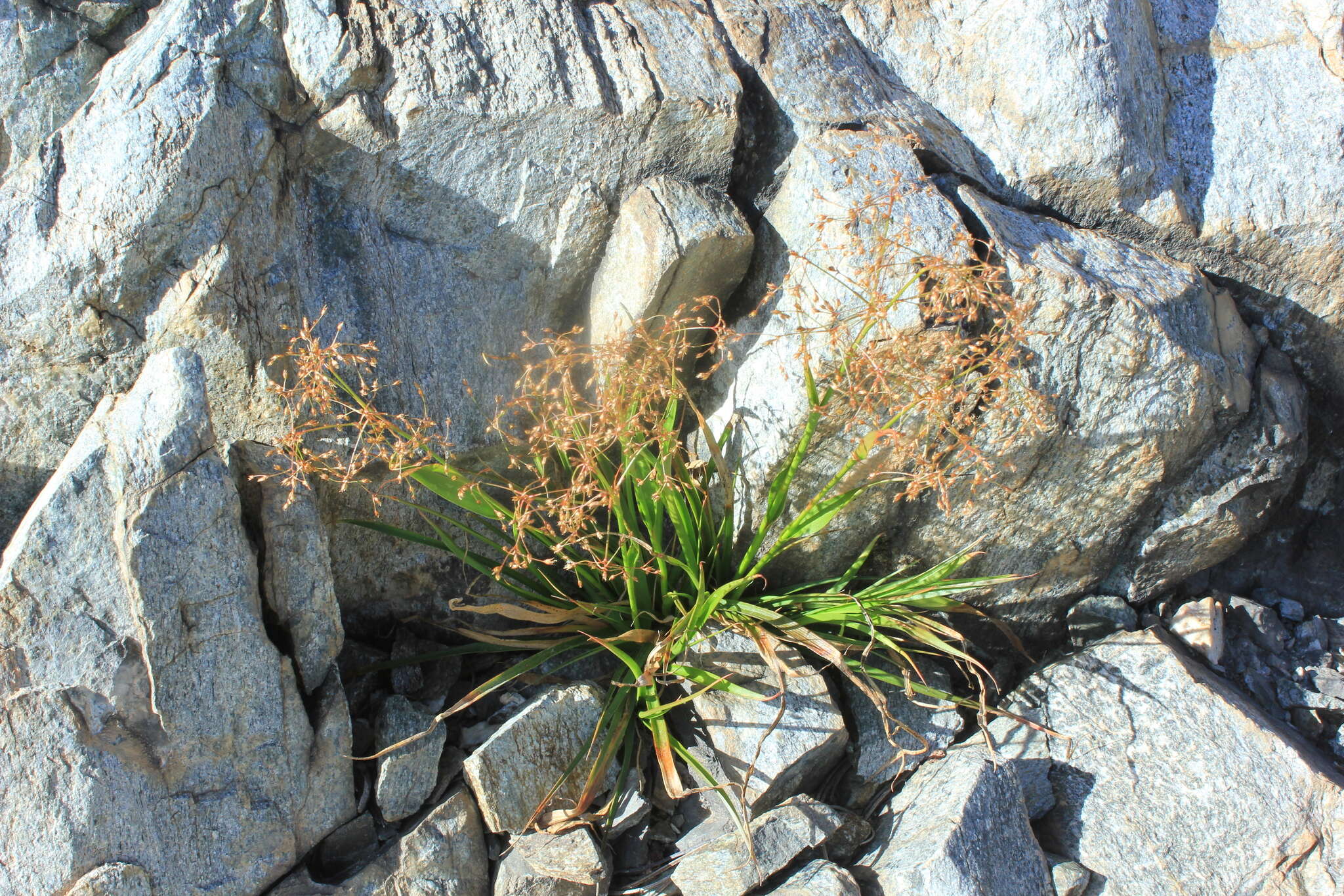 Image of forked woodrush