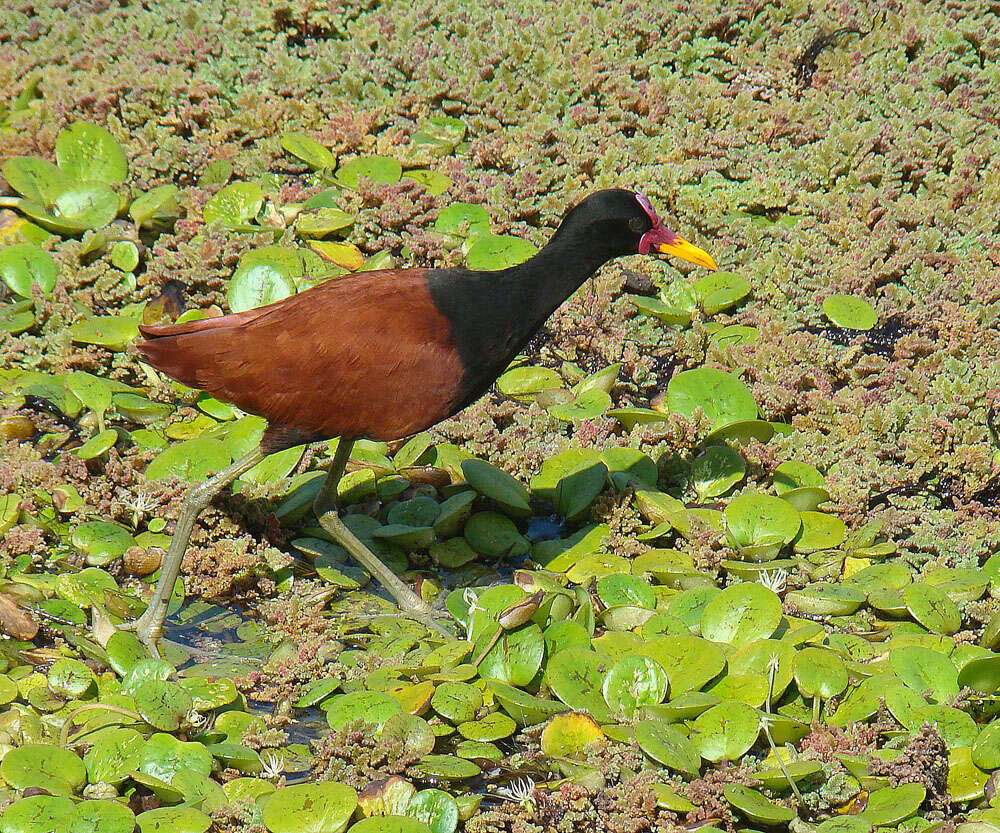 Image of Wattled Jacana