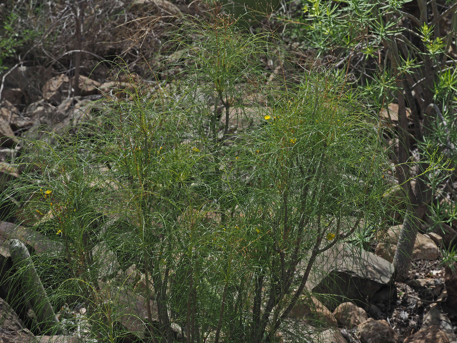 Image of Sonchus leptocephalus Cass.