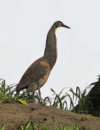 Image of Fasciated Tiger Heron