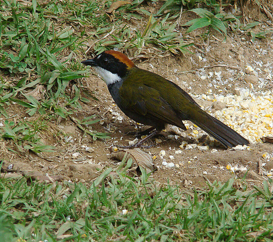 Image of Chestnut-capped Brush Finch