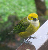 Image of Silver-throated Tanager