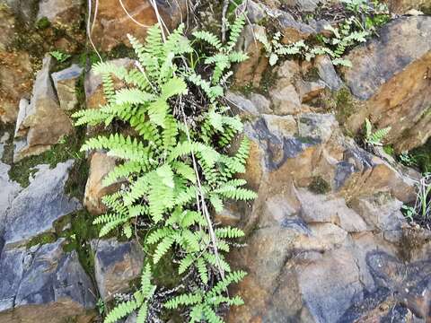 Plancia ëd Notholaena brachypus (Kunze) J. Sm.