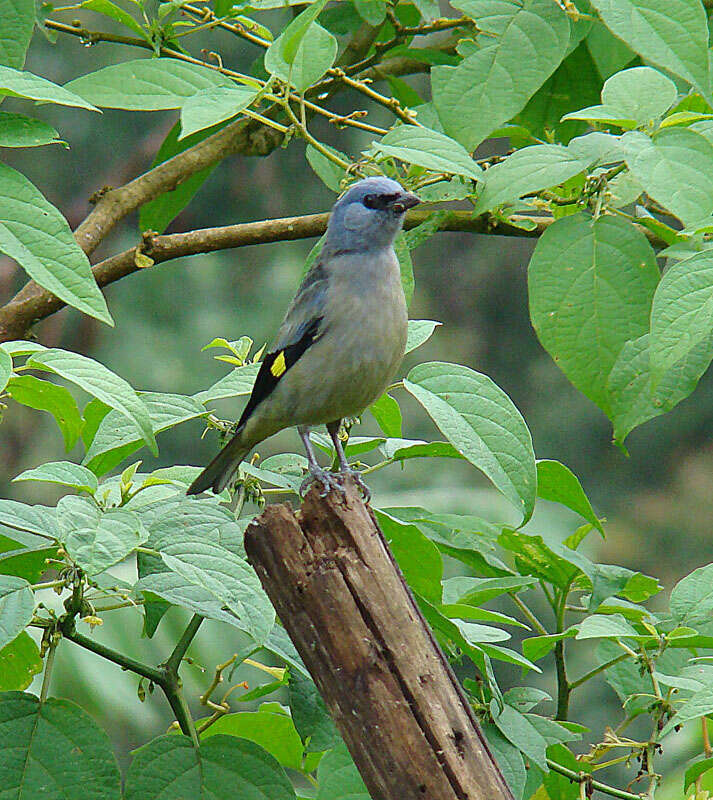 Image of Yellow-winged Tanager