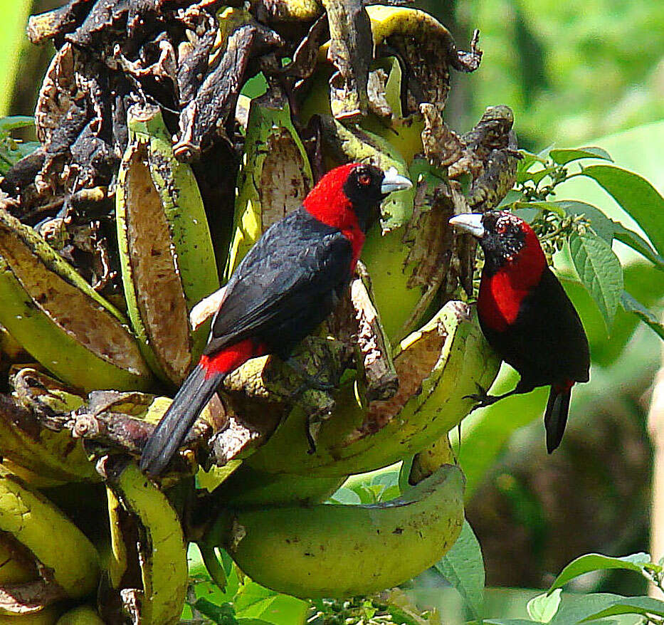 Image of Crimson-collared Tanager