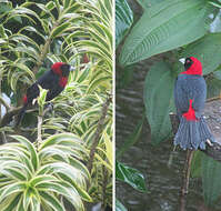 Image of Crimson-collared Tanager