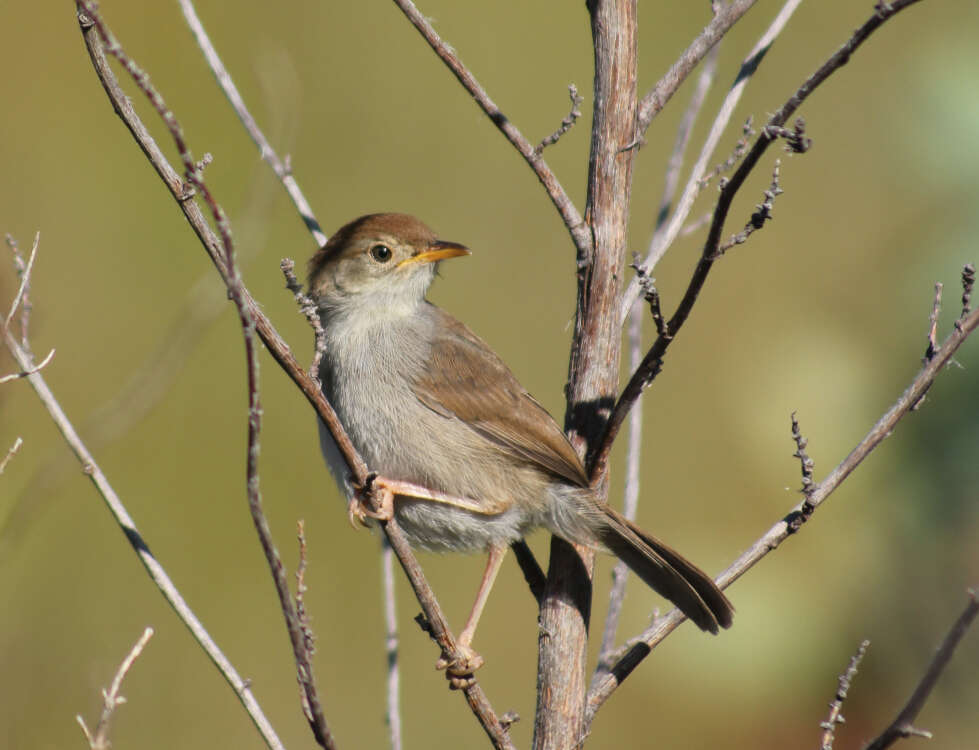 Imagem de Cisticola fulvicapilla silberbauer (Roberts 1919)