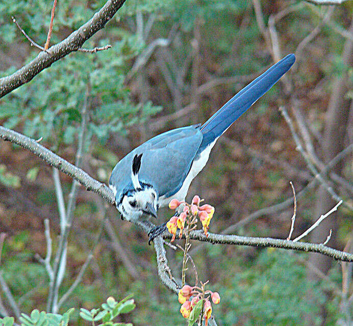 Image of Magpie-jay