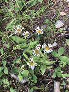 Image de Erigeron arizonicus A. Gray