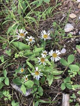 Image of Arizona fleabane