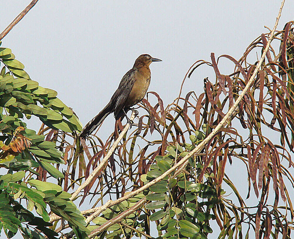 Image of Nicaraguan Grackle