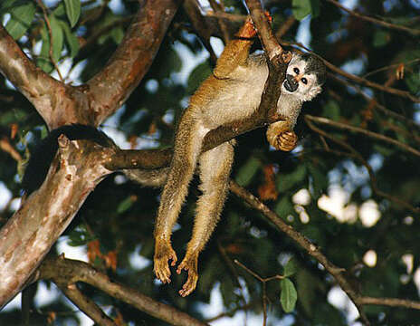 Image of Black-crowned Central American Squirrel Monkey