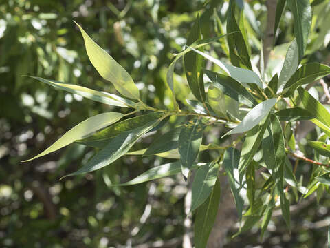 Image of Lemmon's willow