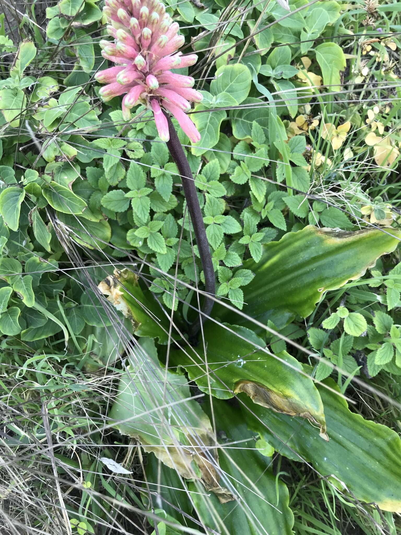 Sivun Veltheimia bracteata Harv. ex Baker kuva