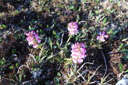 Image of Sudetic Lousewort