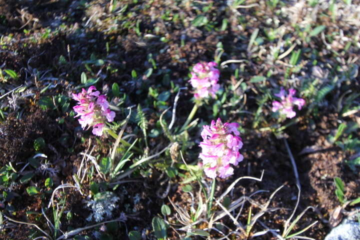 Image of Sudetic Lousewort