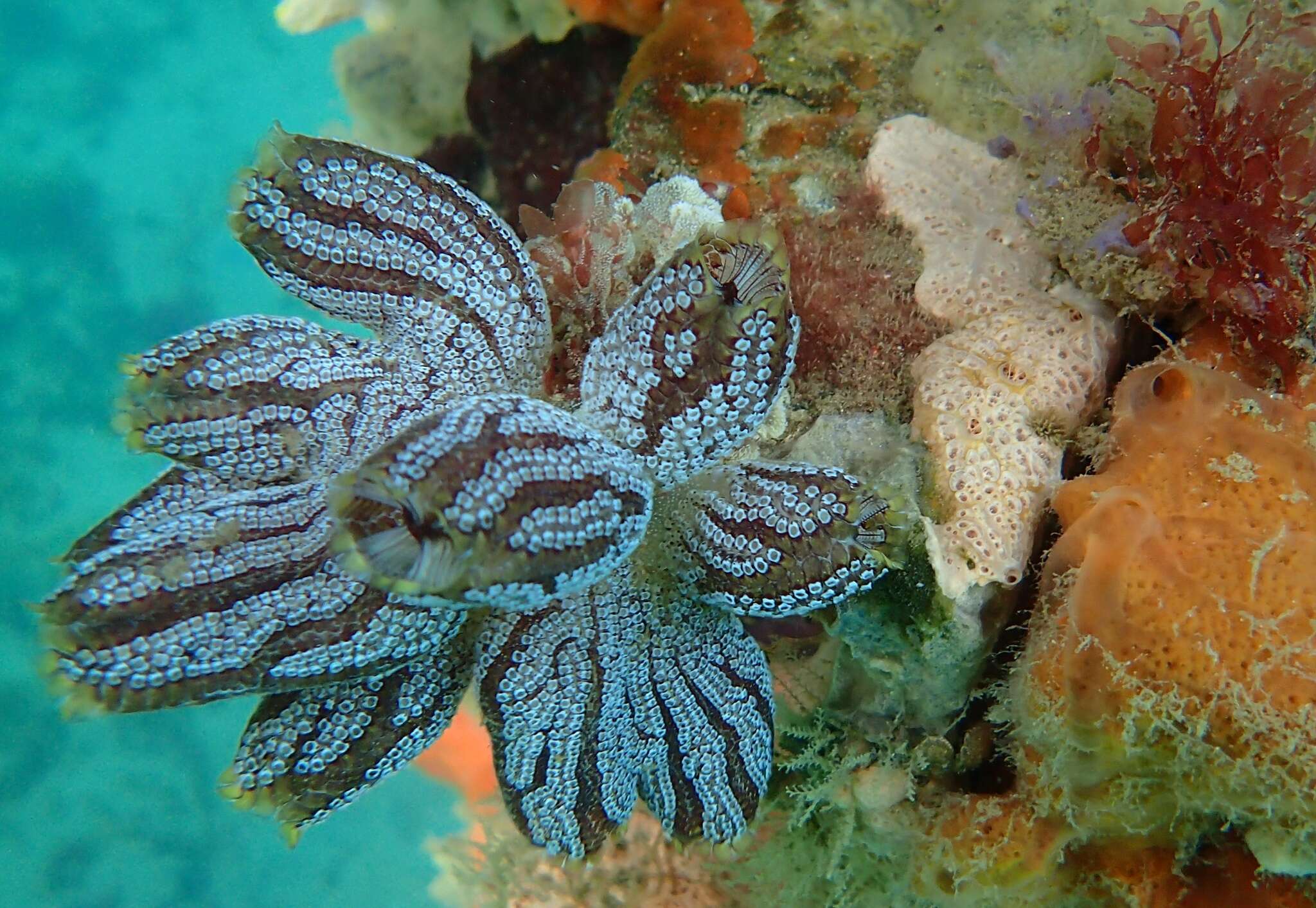 Image of Botrylloides anceps (Herdman 1891)