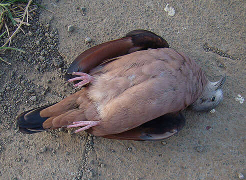 Image of Ruddy Ground Dove