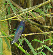 Image of Violet Sabrewing