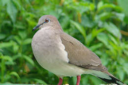 Image of White-tipped Dove