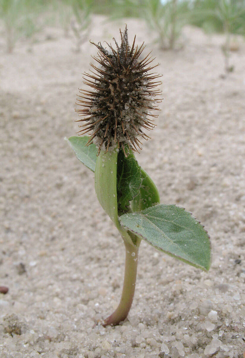 Image of Xanthium orientale subsp. riparium (Celak.) Greuter