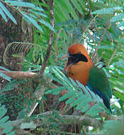 Image of Rufous Motmot