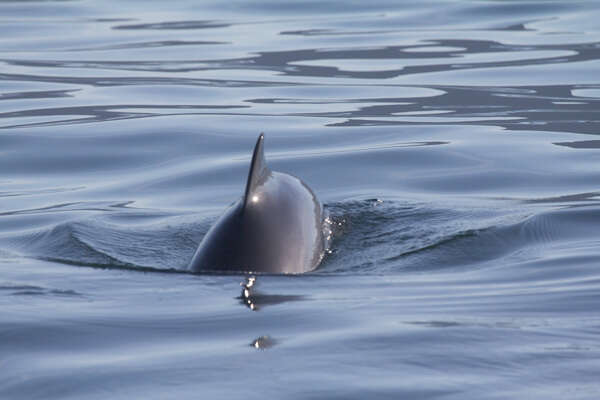 Image of porpoises