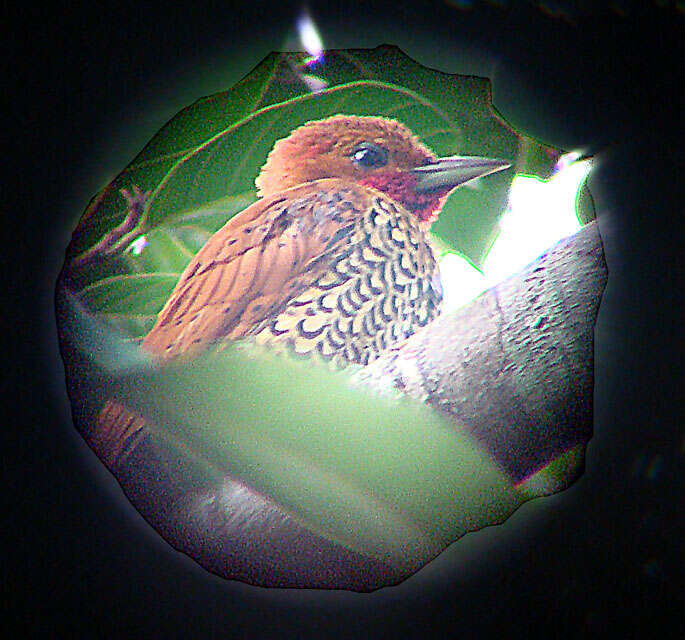 Image of Cinnamon Woodpecker