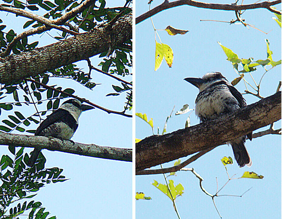 Image of White-necked Puffbird