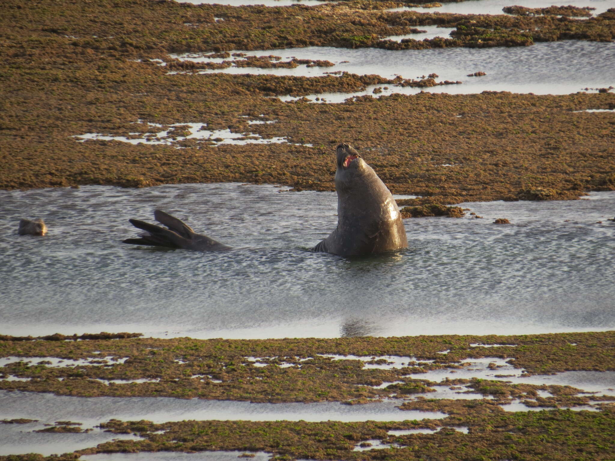 Image of South Atlantic Elephant-seal