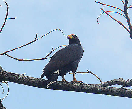 Image of Common Black Hawk