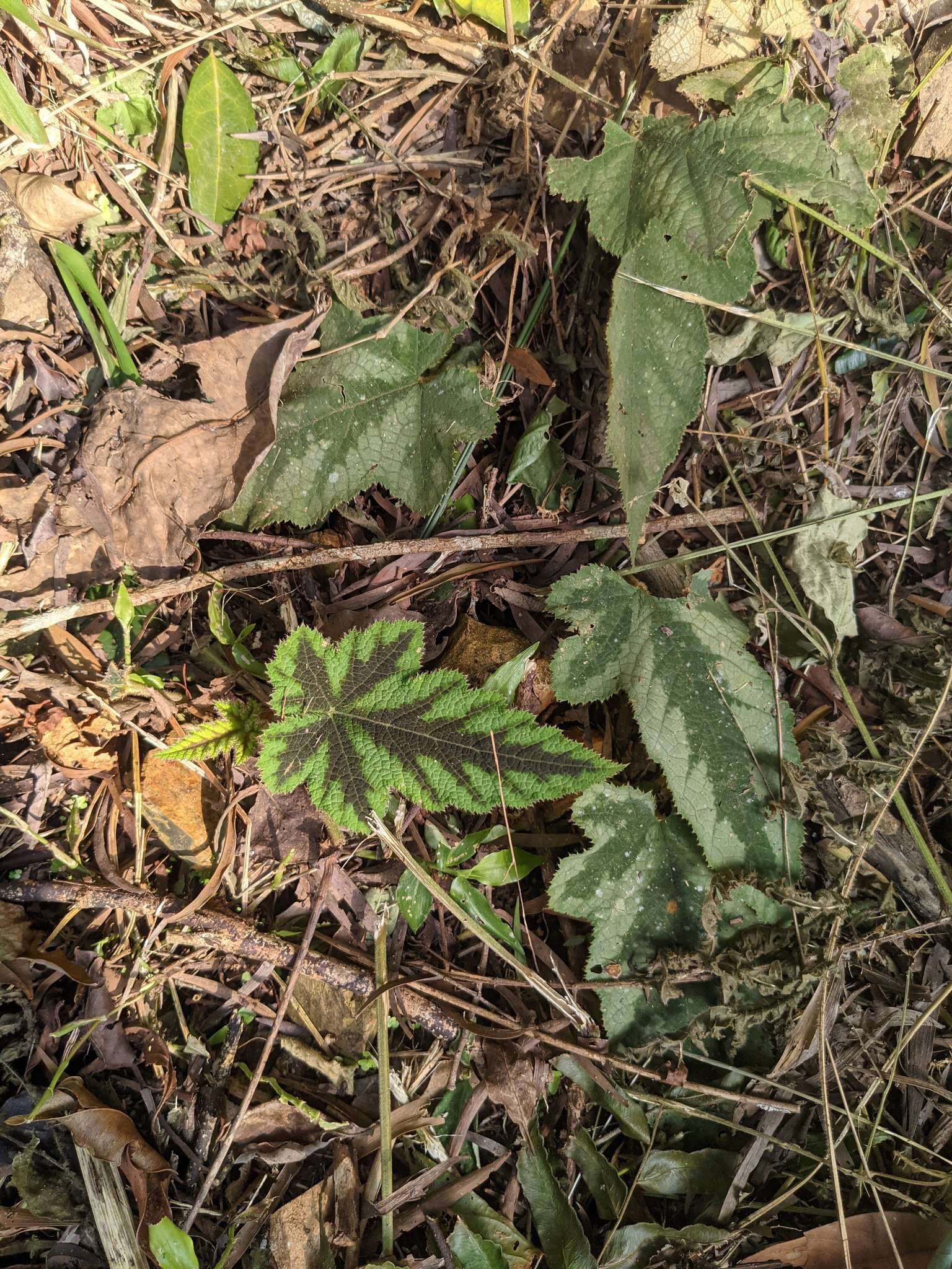 Image of Rubus reflexus var. hui (Diels ex Hu) F. P. Metcalf