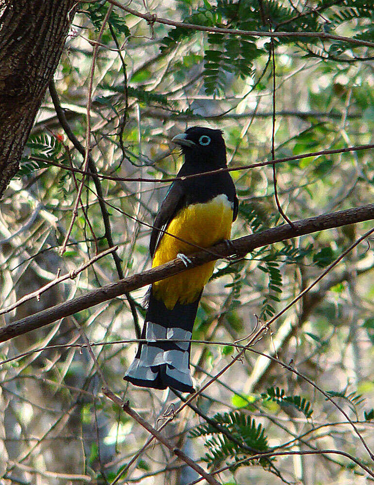 صورة Trogon melanocephalus Gould 1836