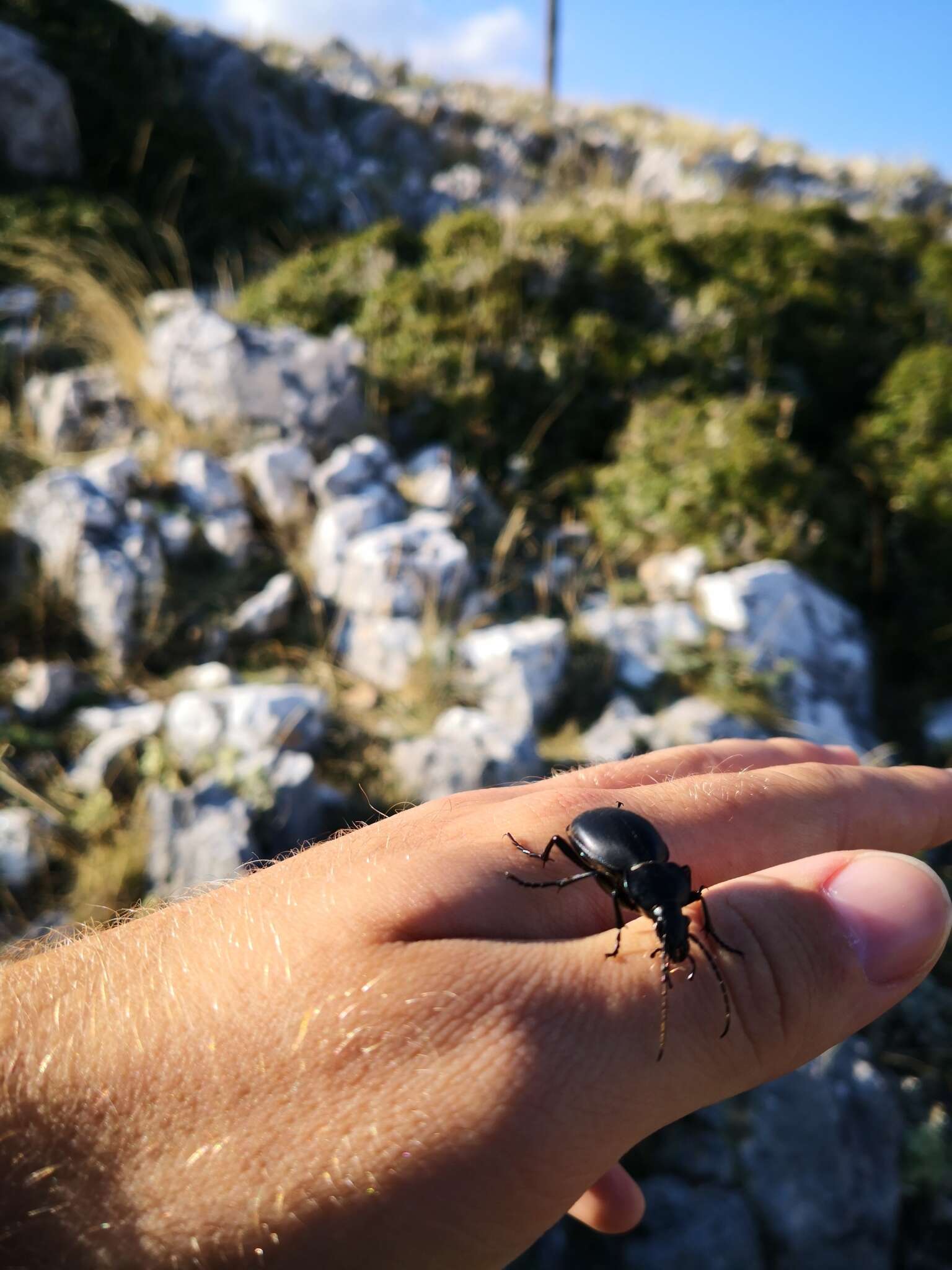 Imagem de Carabus coriaceus hopffgarteni