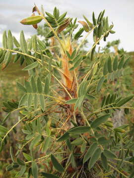 Plancia ëd Caragana jubata (Pall.) Poir.