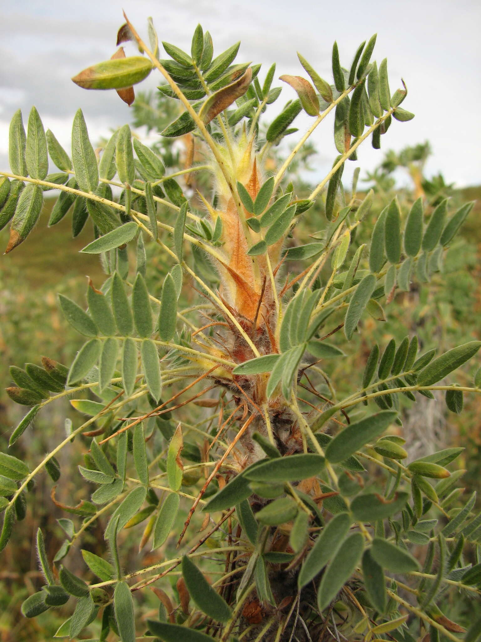 Imagem de Caragana jubata (Pall.) Poir.