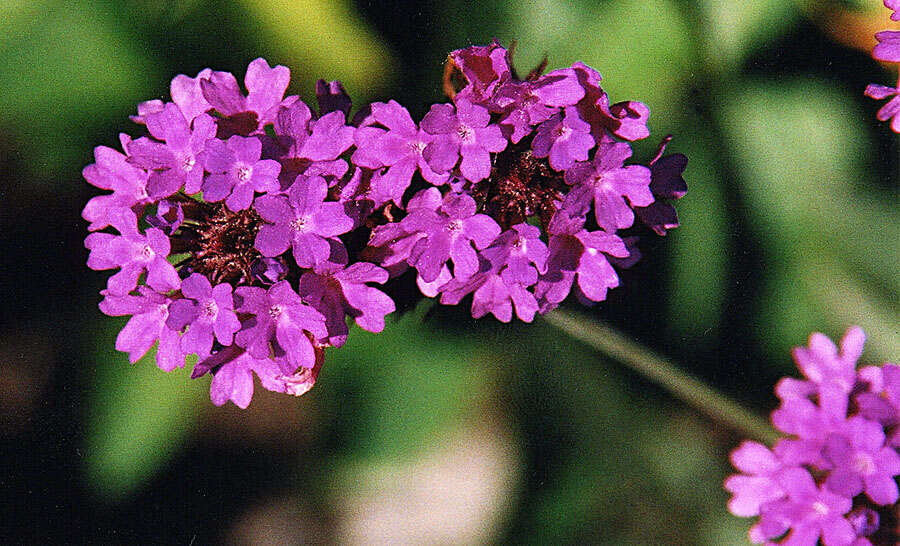 Image of tuberous vervain