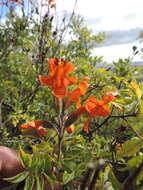 Image of Cape honeysuckle