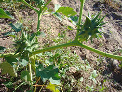 Image de Datura ferox L.