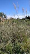 Image of sandysoil Indiangrass