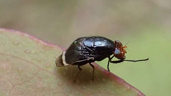 Image of Depressa atrata Malloch 1926