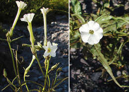 Image of manyflower tobacco