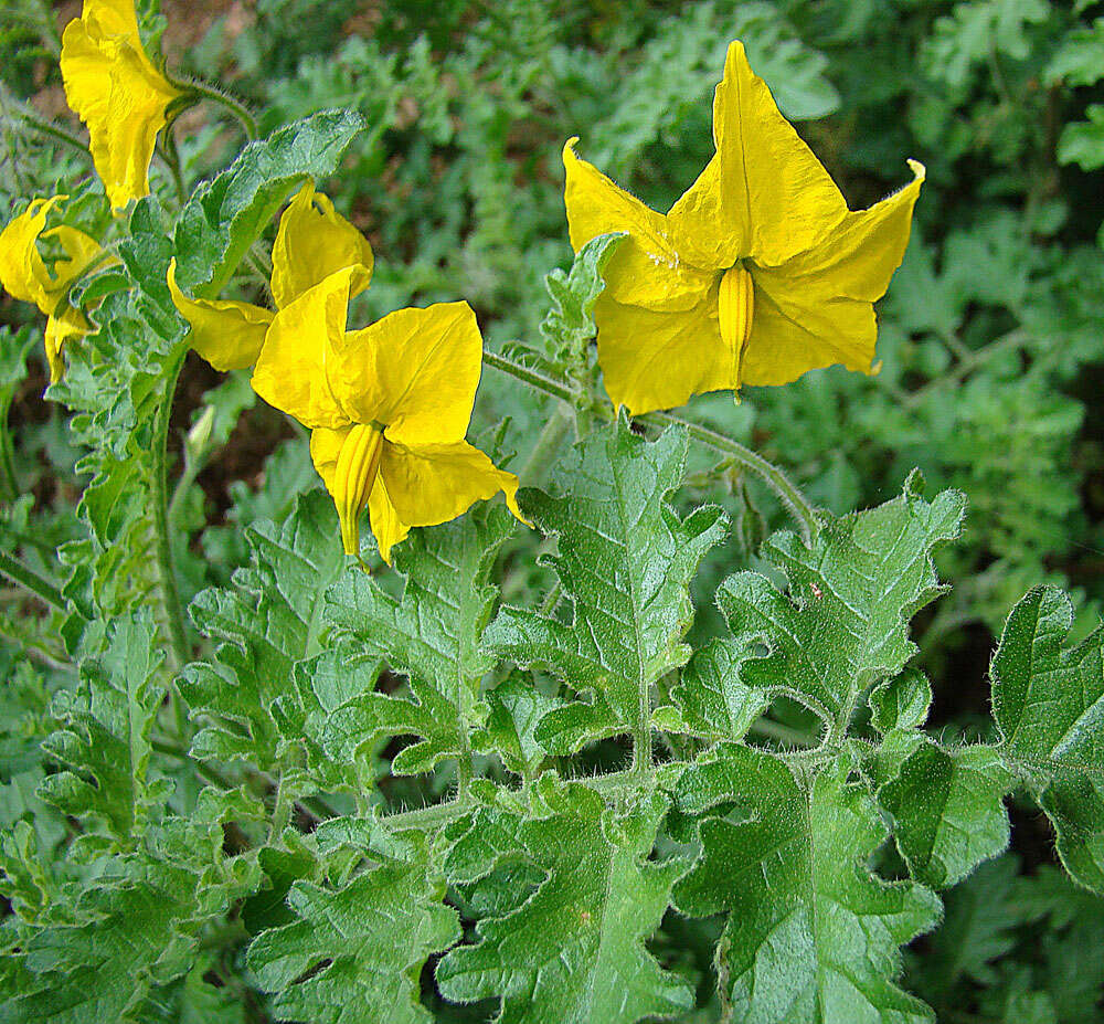 Image of Solanum chilense (Dun.) Reiche