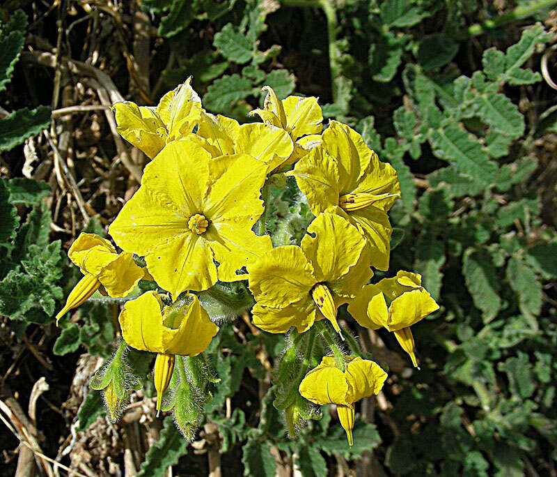 Image of Solanum chilense (Dun.) Reiche