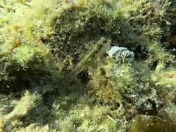 Image of Germain&#39;s blenny